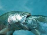 Vis eet vis!?