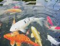 koi karpers