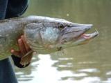 Snoek