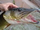 Snoek