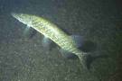 Snoek