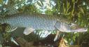 Snoek