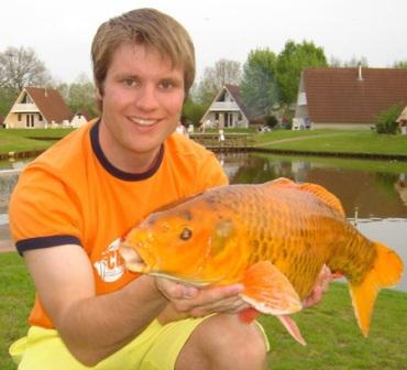 Koi karper
